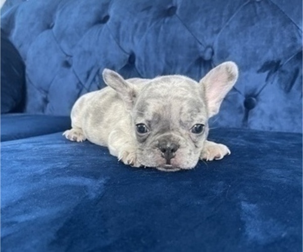 Medium Photo #5 French Bulldog Puppy For Sale in CINCINNATI, OH, USA