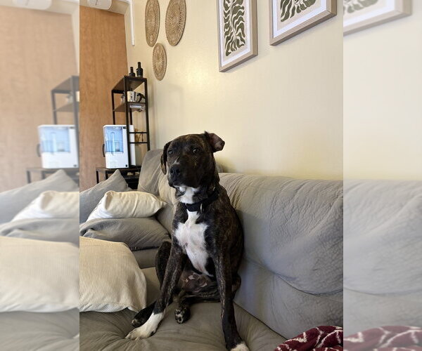 Medium Photo #18 Boxer-Unknown Mix Puppy For Sale in Dana Point, CA, USA
