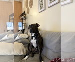 Small #17 Boxer Mix