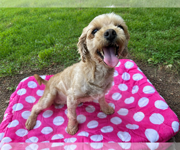 Medium Photo #1 Poodle (Miniature) Puppy For Sale in Pacolet, SC, USA