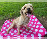 Small Poodle (Miniature)