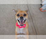 Small #2 Chihuahua Mix