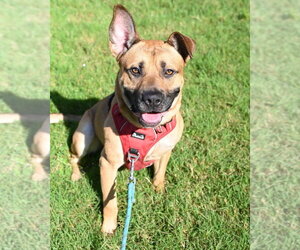 German Shepherd Dog-Unknown Mix Dogs for adoption in Glen Allen, VA, USA