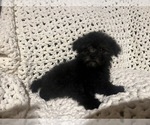 Small #1 Maltipoo (Miniature)