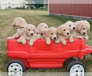 Goldendoodle Puppy for sale in WELLMAN, IA, USA