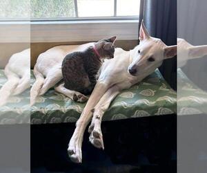 - Mix Dogs for adoption in Hoffman Estates, IL, USA