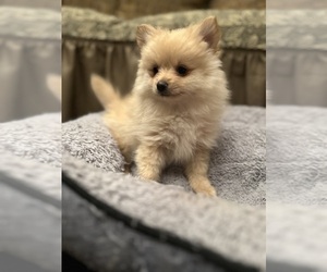 Pomeranian Puppy for sale in SOMERSET, NJ, USA