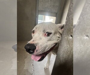 Mutt Dogs for adoption in San Bernardino, CA, USA