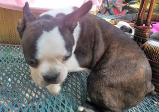 Boston Terrier Puppy for sale in SYLVANIA, GA, USA