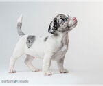 Small #1 Jack Russell Terrier Mix