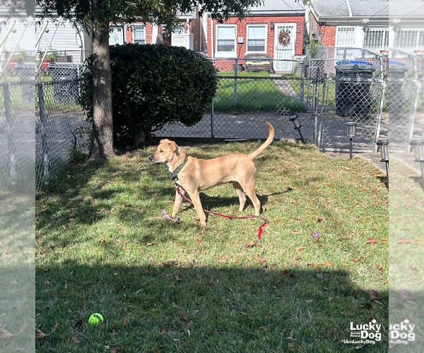 Medium Photo #8 Mutt Puppy For Sale in Washington, DC, USA