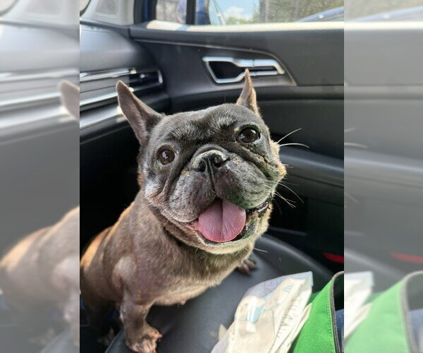Medium Photo #2 French Bulldog Puppy For Sale in St. Louis Park, MN, USA