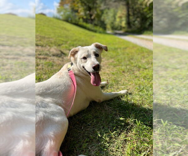 Medium Photo #7 Labrenees Puppy For Sale in Ellijay, GA, USA