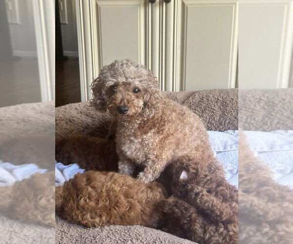 Medium Photo #1 Poodle (Miniature) Puppy For Sale in Studio City, CA, USA