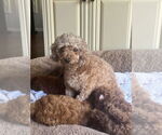 Small Poodle (Miniature)