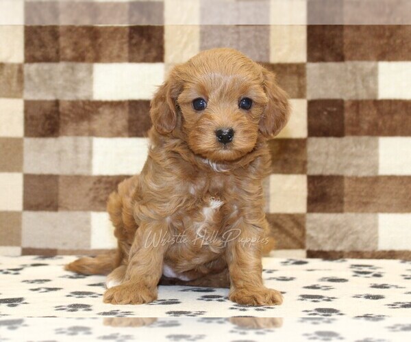 Medium Photo #3 Cavapoo (Miniature) Puppy For Sale in DENVER, PA, USA