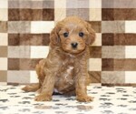 Small #2 Cavapoo (Miniature)