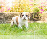 Small Photo #2 Beabull Puppy For Sale in NAPPANEE, IN, USA