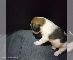 Chihuahua-Chiweenie Mix Puppy for sale in SALEM, OR, USA