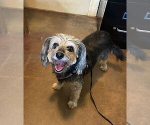 Maltese-Unknown Mix Dogs for adoption in Rockaway, NJ, USA