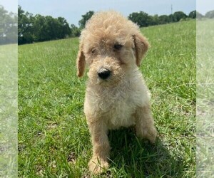 Medium Goldendoodle-Poodle (Standard) Mix