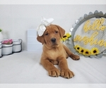 Small Photo #3 Labrador Retriever Puppy For Sale in COLLEGE STA, TX, USA