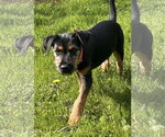 Small #6 Doberman Pinscher-Miniature Schnauzer Mix