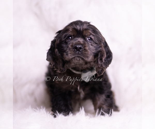 Medium Photo #2 Cocker Spaniel Puppy For Sale in WARSAW, IN, USA