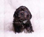 Small #1 Cocker Spaniel