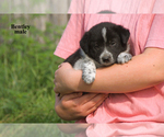 Small #16 Border-Aussie