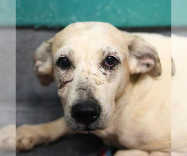 Medium Photo #1 Mutt Puppy For Sale in San Antonio, TX, USA