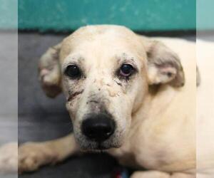 Mutt Dogs for adoption in San Antonio, TX, USA