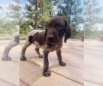 Small Photo #27 German Shorthaired Pointer Puppy For Sale in FLORISSANT, CO, USA