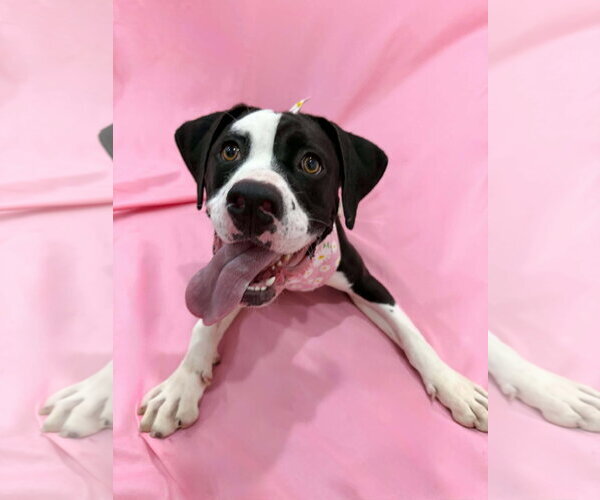 Medium Photo #3 American Pit Bull Terrier-Unknown Mix Puppy For Sale in Sandy, UT, USA
