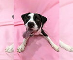 Small #2 American Pit Bull Terrier Mix