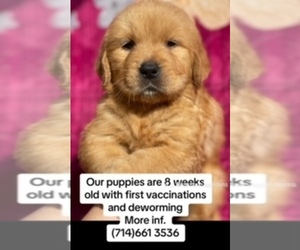 Golden Retriever Puppy for sale in SANTA ANA, CA, USA