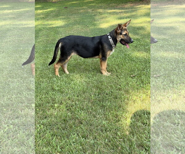 Medium Photo #3 German Shepherd Dog-Unknown Mix Puppy For Sale in Ball Ground, GA, USA
