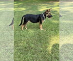 Small #2 German Shepherd Dog Mix