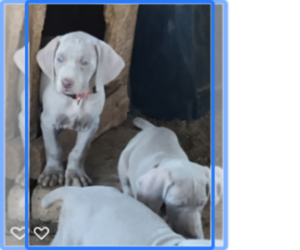 Weimaraner Puppy for sale in SCOTTSDALE, AZ, USA