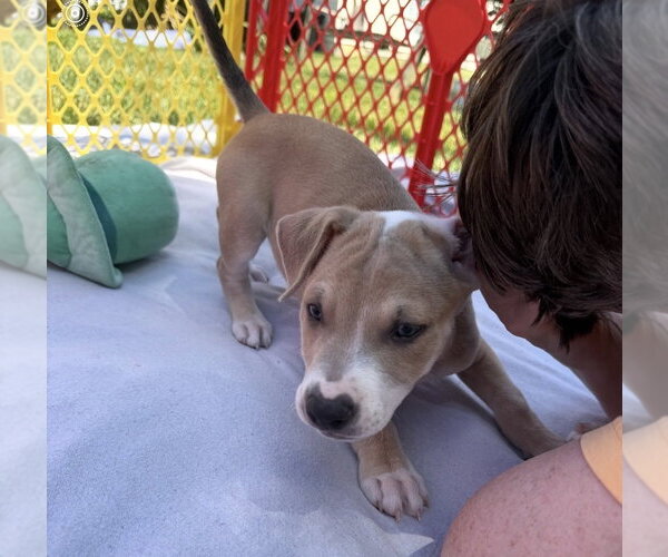 Medium Photo #14 Mutt Puppy For Sale in Wenonah, NJ, USA