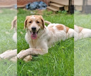 Great Pyrenees-Retriever Mix Dogs for adoption in Fultonham, NY, USA