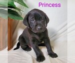 Small Photo #1 Labrador Retriever-Rhodesian Ridgeback Mix Puppy For Sale in CATO, NY, USA