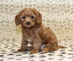 Small #3 Cavapoo