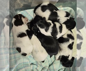 Morkie Puppy for sale in CORNERSVILLE, TN, USA