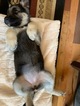 Small Photo #9 German Shepherd Dog-Siberian Husky Mix Puppy For Sale in HARRISON, AR, USA