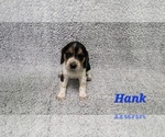 Puppy 4 Beagle-Bluetick Coonhound Mix