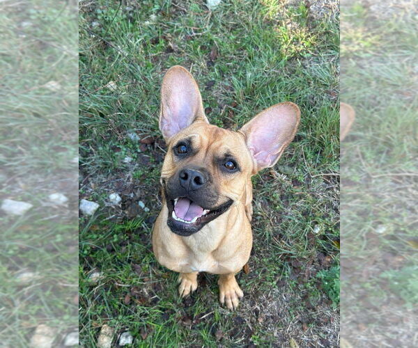 Medium Photo #11 French Bulldog-Unknown Mix Puppy For Sale in Oak Bluffs, MA, USA