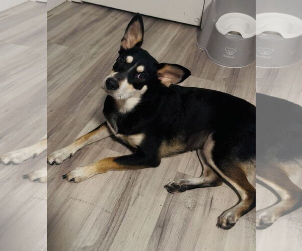 Medium Photo #1 Siberian Husky-Unknown Mix Puppy For Sale in Miami, FL, USA