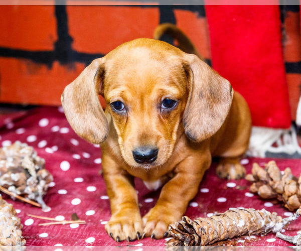 Medium Photo #1 Dachshund Puppy For Sale in WAKARUSA, IN, USA