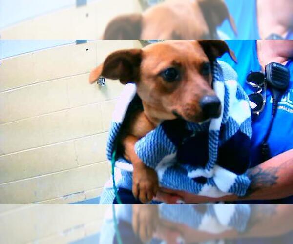 Medium Photo #1 Dachshund Puppy For Sale in Tulsa, OK, USA